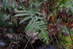 Dryopteridoideae