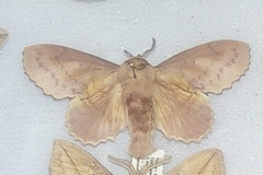 Gastropacha quercifolia