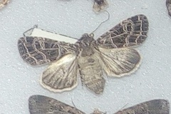 Sideridis reticulata