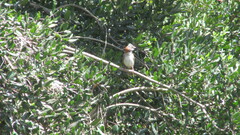 Zonotrichia capensis