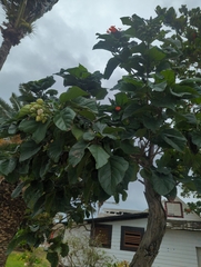 Cordia sebestena