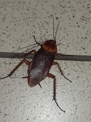 Periplaneta americana