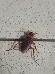 Periplaneta americana