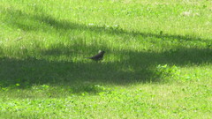 Molothrus bonariensis