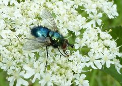Chrysosomopsis aurata