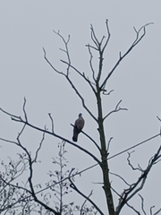 Columba palumbus palumbus