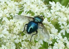 Chrysosomopsis aurata