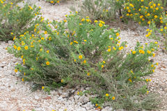 Rayjacksonia phyllocephala