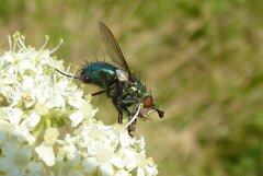 Chrysosomopsis aurata