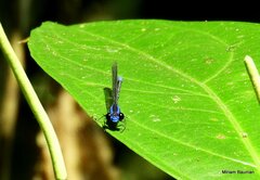 Argia oculata image
