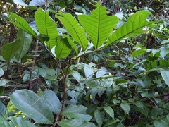 Cupania americana