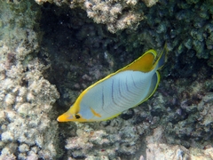 Chaetodon xanthocephalus