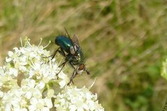 Chrysosomopsis aurata