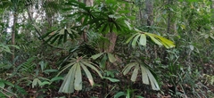 Licuala peltata