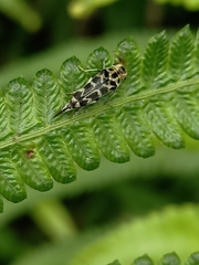 Glipa malaccana