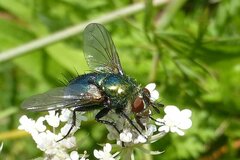 Chrysosomopsis aurata