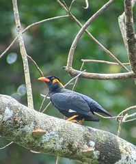 Gracula religiosa