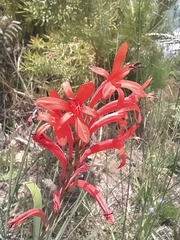 Watsonia angusta