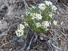 Lobularia