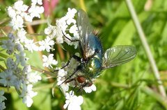 Chrysosomopsis aurata