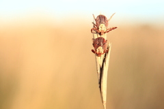 Dermacentor marginatus