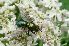Chrysosomopsis aurata