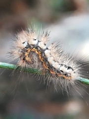 Acronicta euphorbiae