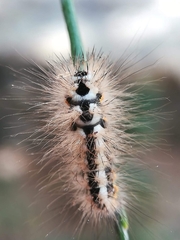Acronicta euphorbiae