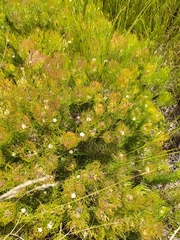 Serruria inconspicua