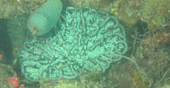 Mycetophyllia