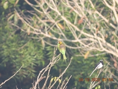 Motacilla maderaspatensis