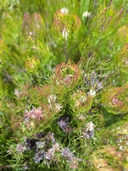 Serruria inconspicua