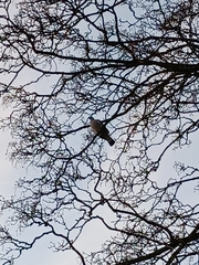 Columba palumbus palumbus