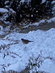 Turdus migratorius