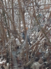 Junco