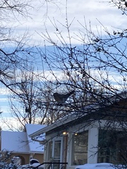 Turdus migratorius