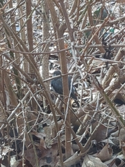 Junco