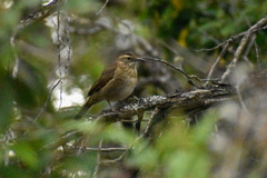 Upucerthia saturatior