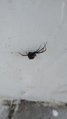 Latrodectus mirabilis