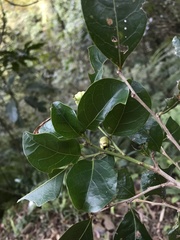 Glochidion rubrum
