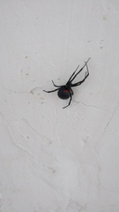 Latrodectus mirabilis