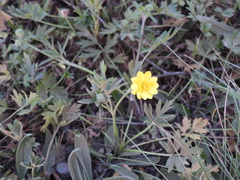 Ranunculus californicus