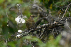 Upucerthia saturatior