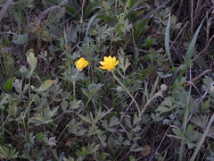 Ranunculus californicus