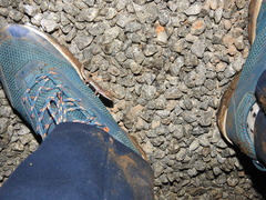 Hemidactylus triedrus