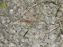 Hemidactylus triedrus