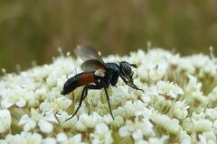 Eriothrix rufomaculata