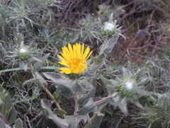 Grindelia hirsutula