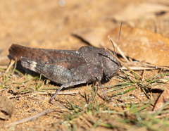 Arphia xanthoptera