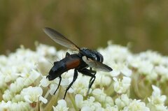 Eriothrix rufomaculata